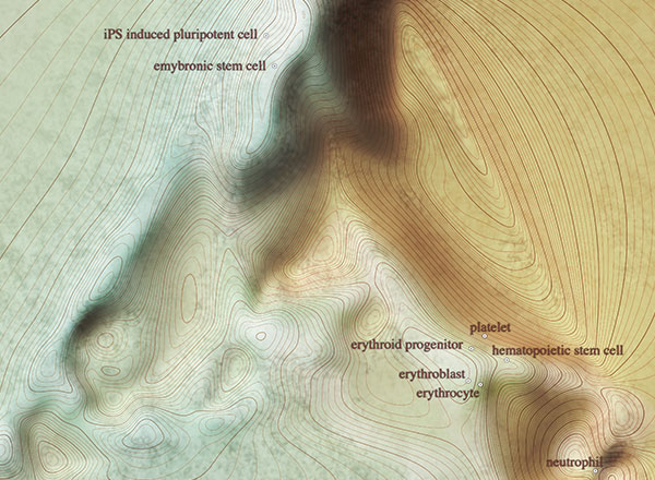 Biggest Family Tree of Human Cells May Help Develop Cell-Replacement Therapies