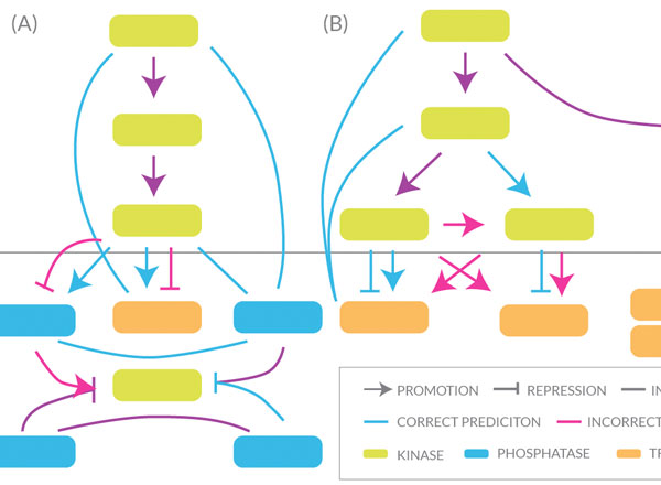 Open-Access Software PhosphoChain Helps Predict Cellular Actions Tied to Diseases, Drug Targets