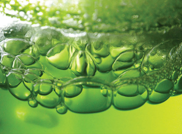 Microalgae as BioFactories of a Sustainable Future