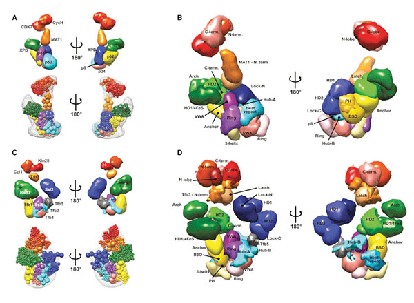 Architecture of a Macromolecular Complex Regulating Gene Expression and DNA Repair Determined