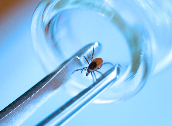 Wilke Cohen Lyme Disease Project Receives $3M from the Steven & Alexandra Cohen Foundation