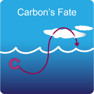 Carbon's Fate