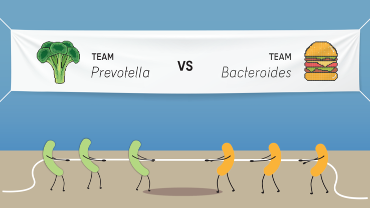 Bacterial tug of war between prevotella and bacteroides -- gut microbiome