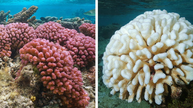 Coral: Healthy and Bleached