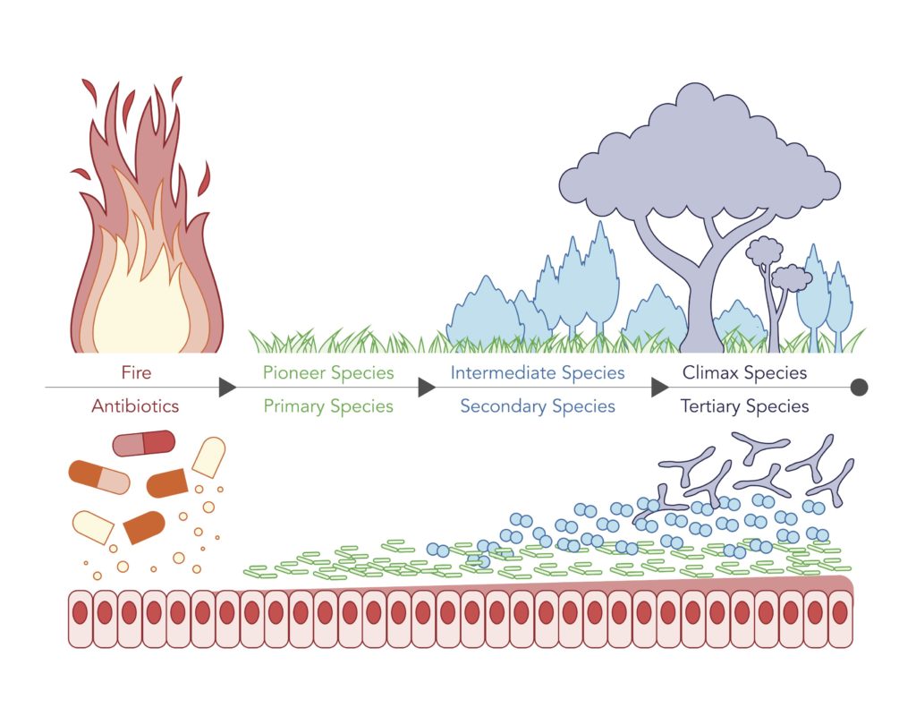 Ecological Succession Figure · Institute For Systems Biology