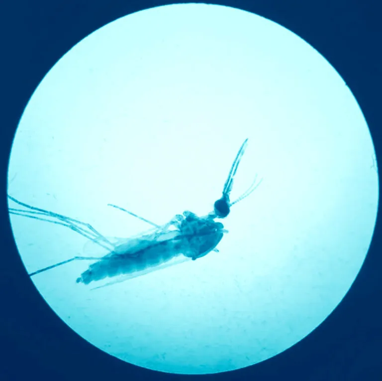 mosquito