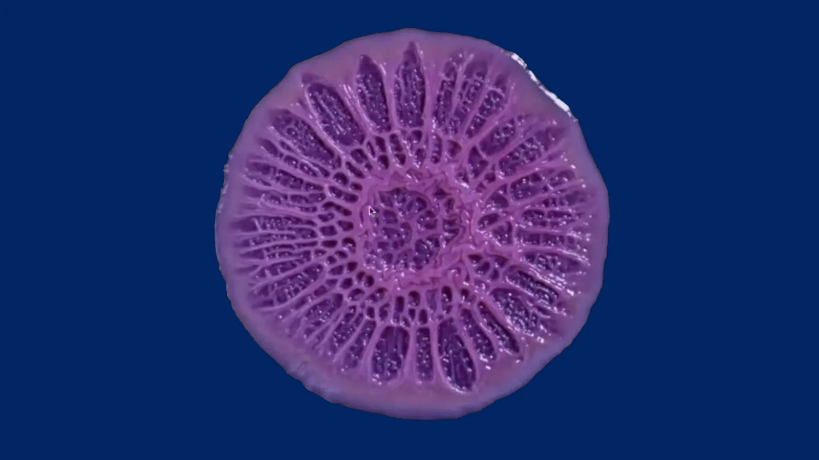 biofilm