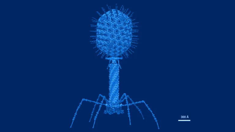 Phage UCSF Chimera Blue Padilla Sanchez