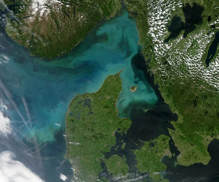 Phytoplankton Denmark
