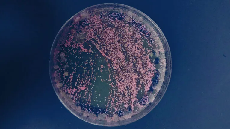 halobacterium plate