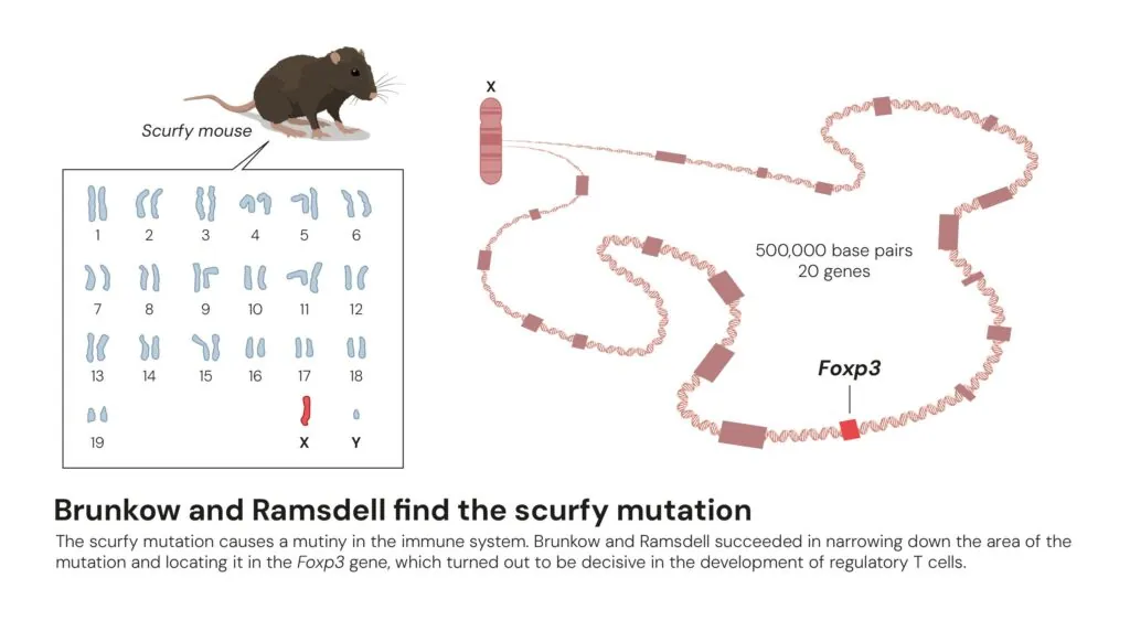 Illustration showing the discovery by Drs. Mary Brunkow and Fred Ramsdell of a gene mutation in scurfy mice