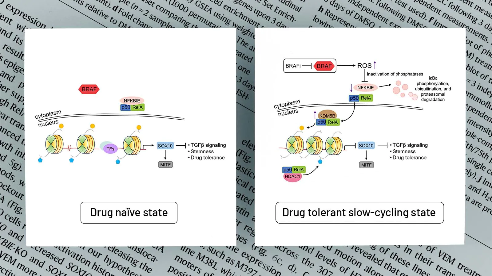 An editorial illustration based on a figure from Dr. Wei's paper illustrating two diagrammatic states of a cancer cell.